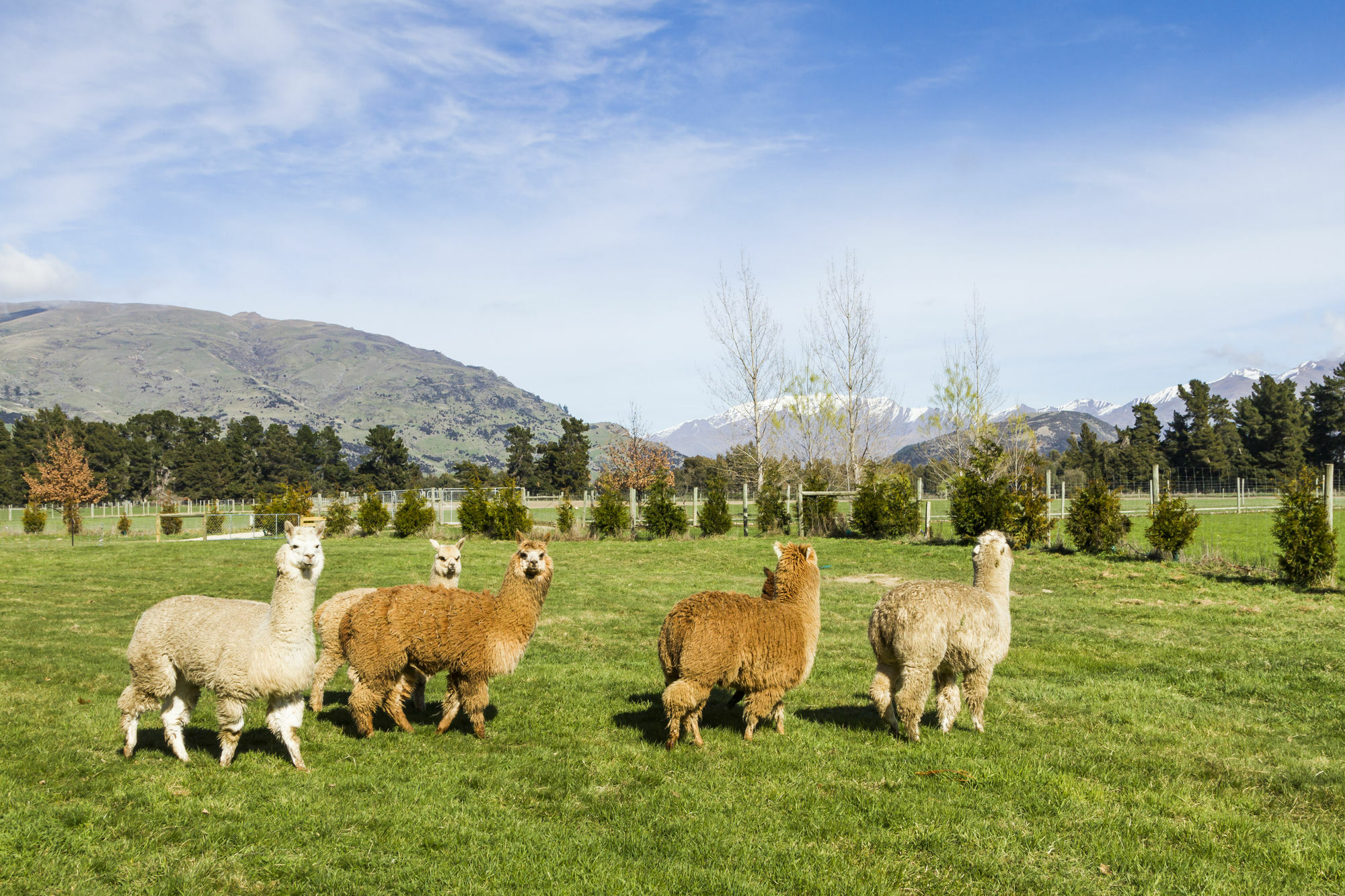 Criffel Station Farmstays Luggate Εξωτερικό φωτογραφία